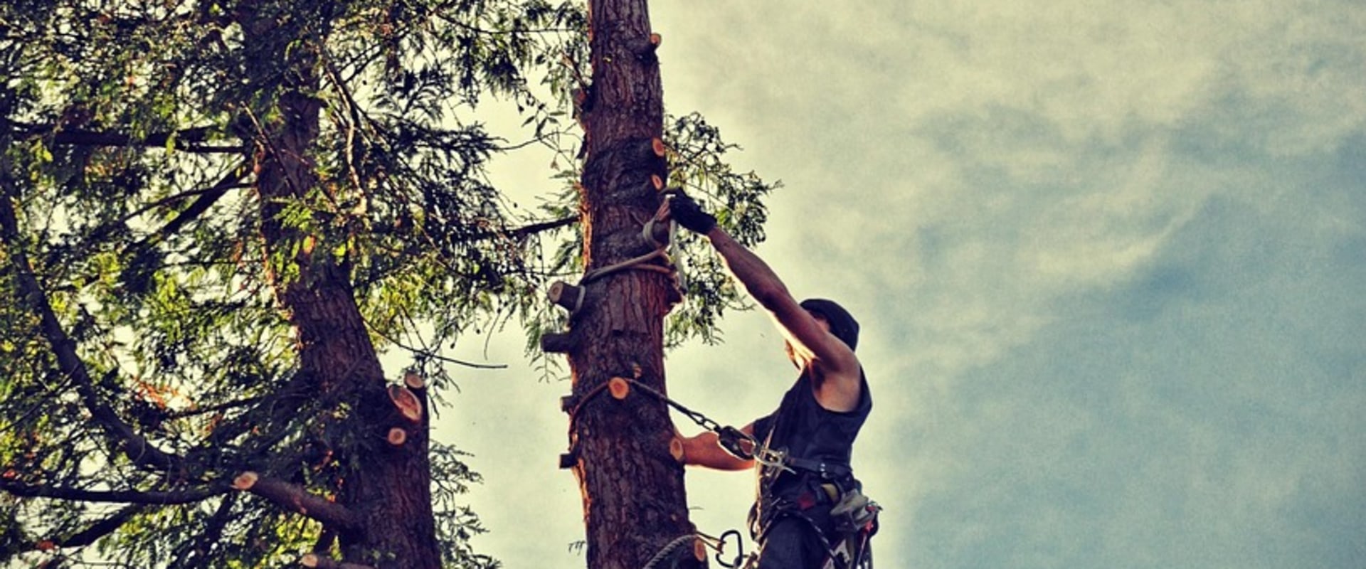 Sustainable Tree Care for Virginia Beach Farms