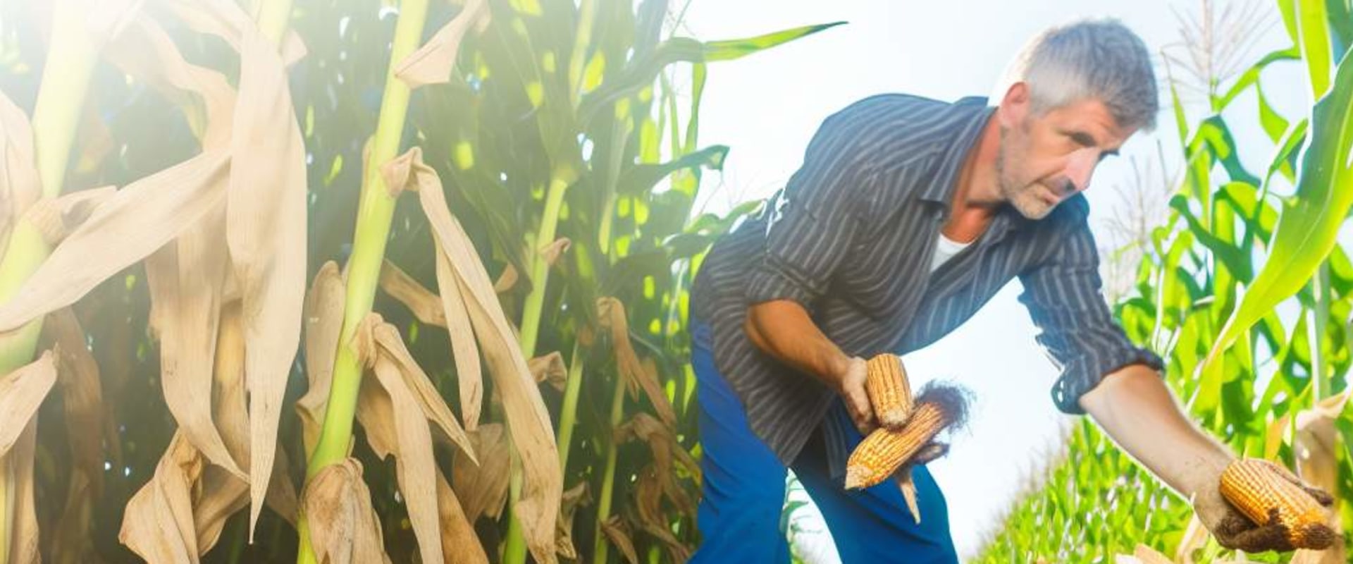 Exploring the Role of Sustainable Farm Systems in Mitigating Food Waste and Insecurity