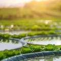 Conserving Water Resources Through Sustainable Farm Systems
