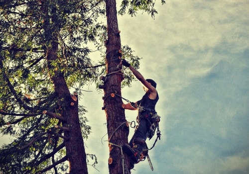 Sustainable Tree Care for Virginia Beach Farms